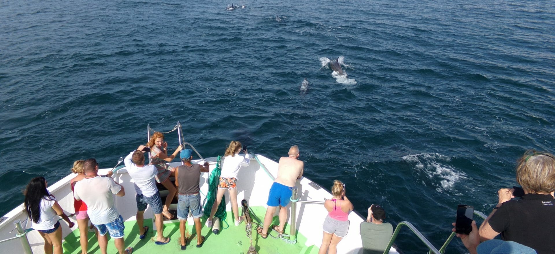albufeira-dolphins-watching-trips-1-1920x880
